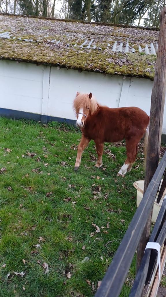 Whelsh pony, Dieren en Toebehoren, Pony's, Merrie
