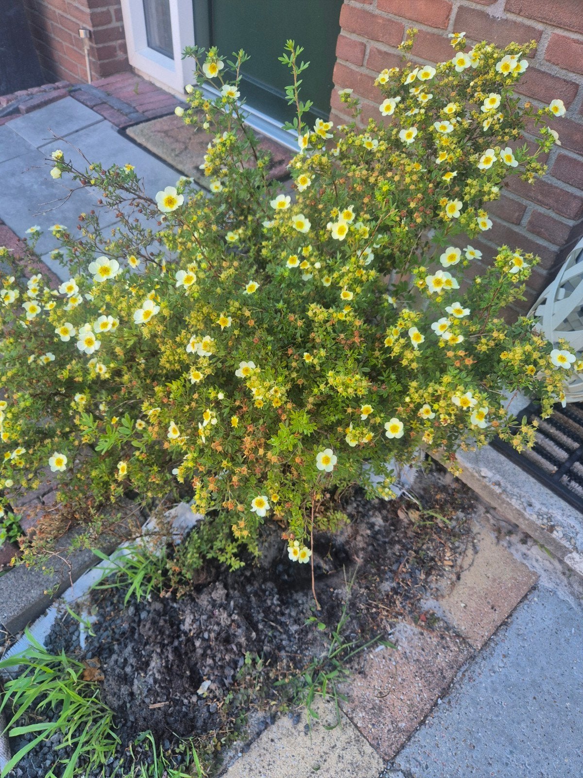 struikganzerik, Tuin en Terras, Planten | Tuinplanten, Ophalen, Overige soorten, Halfschaduw