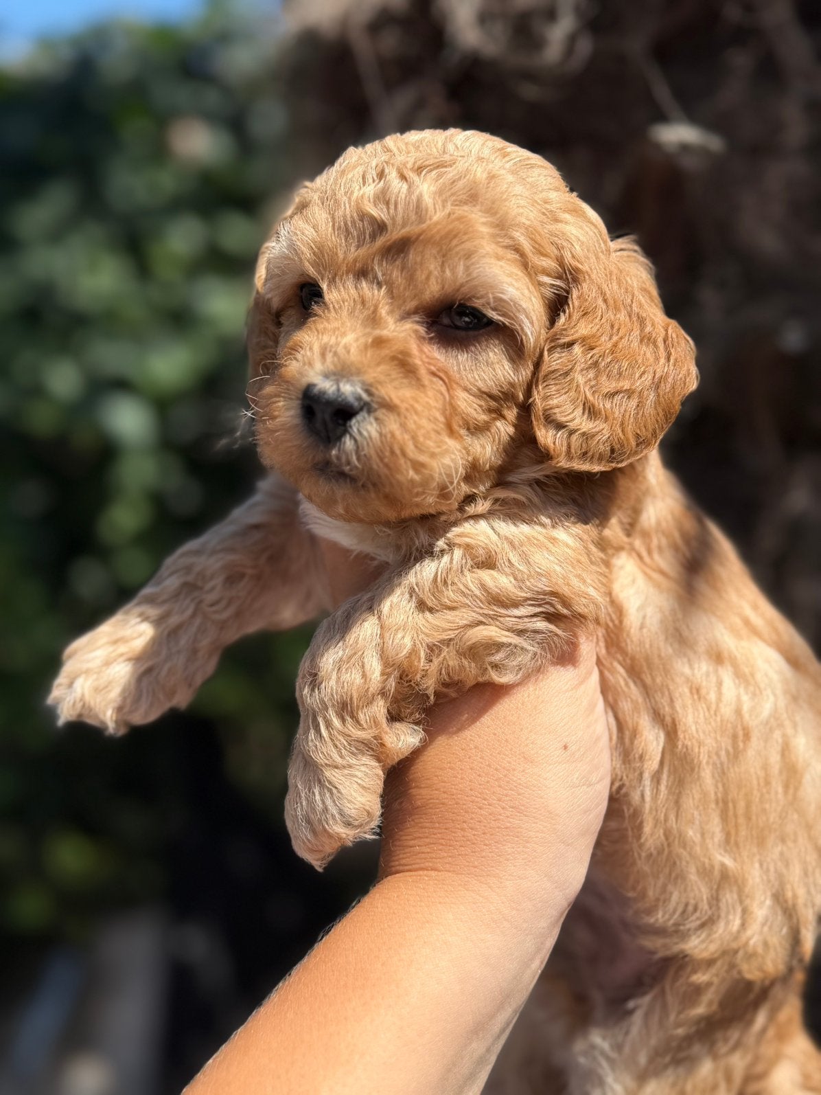 Mooie Maltipoo pups zoeken forever home, Parvo, Overige rassen, 8 tot 15 weken, Meerdere