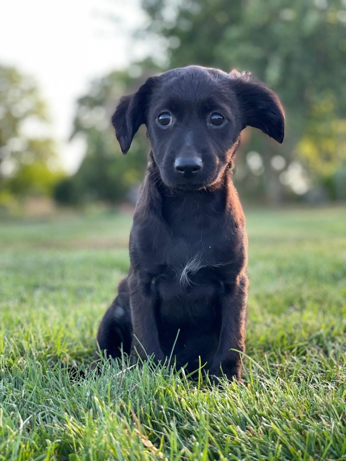 Lieve levendige Kooiker x Markiesje pups, 8 tot 15 weken, Meerdere, Meerdere dieren, Nederland