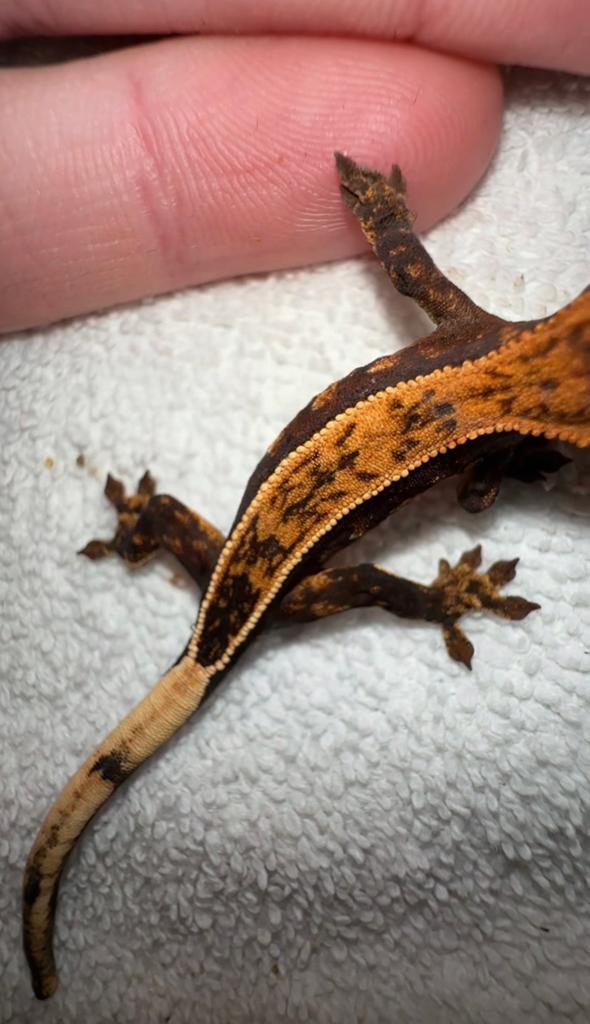 Wimpergekko baby, Dieren en Toebehoren, Hagedis, 0 tot 2 jaar