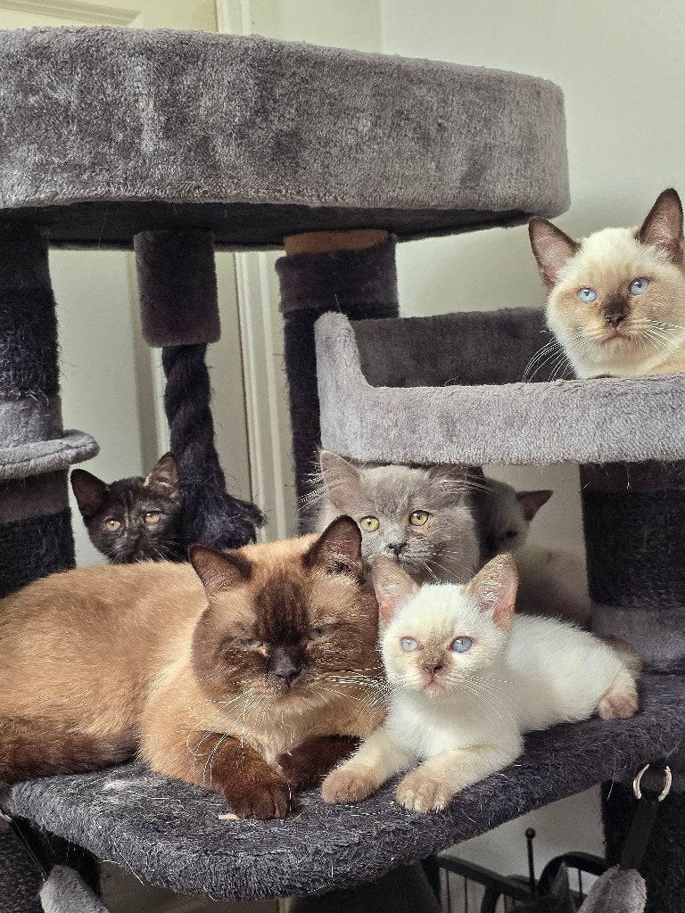 Britse Korthaar & BritXRagdoll kittens, Dieren en Toebehoren, Meerdere dieren, Ontwormd, 0 tot 2 jaar