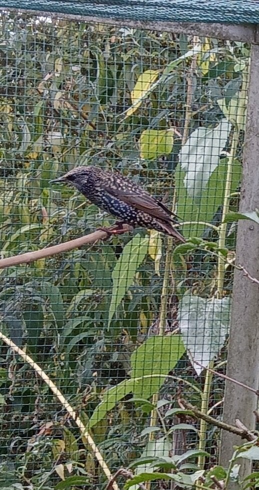 Spreeuw man, Dieren en Toebehoren, Mannelijk, Wildzangvogel, Geringd