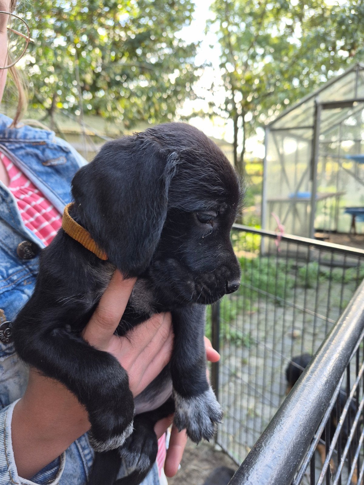 pups Alpenländische dachsbracke X Duitse staande draadhaar., CDV (hondenziekte), 8 tot 15 weken, Meerdere, Meerdere dieren