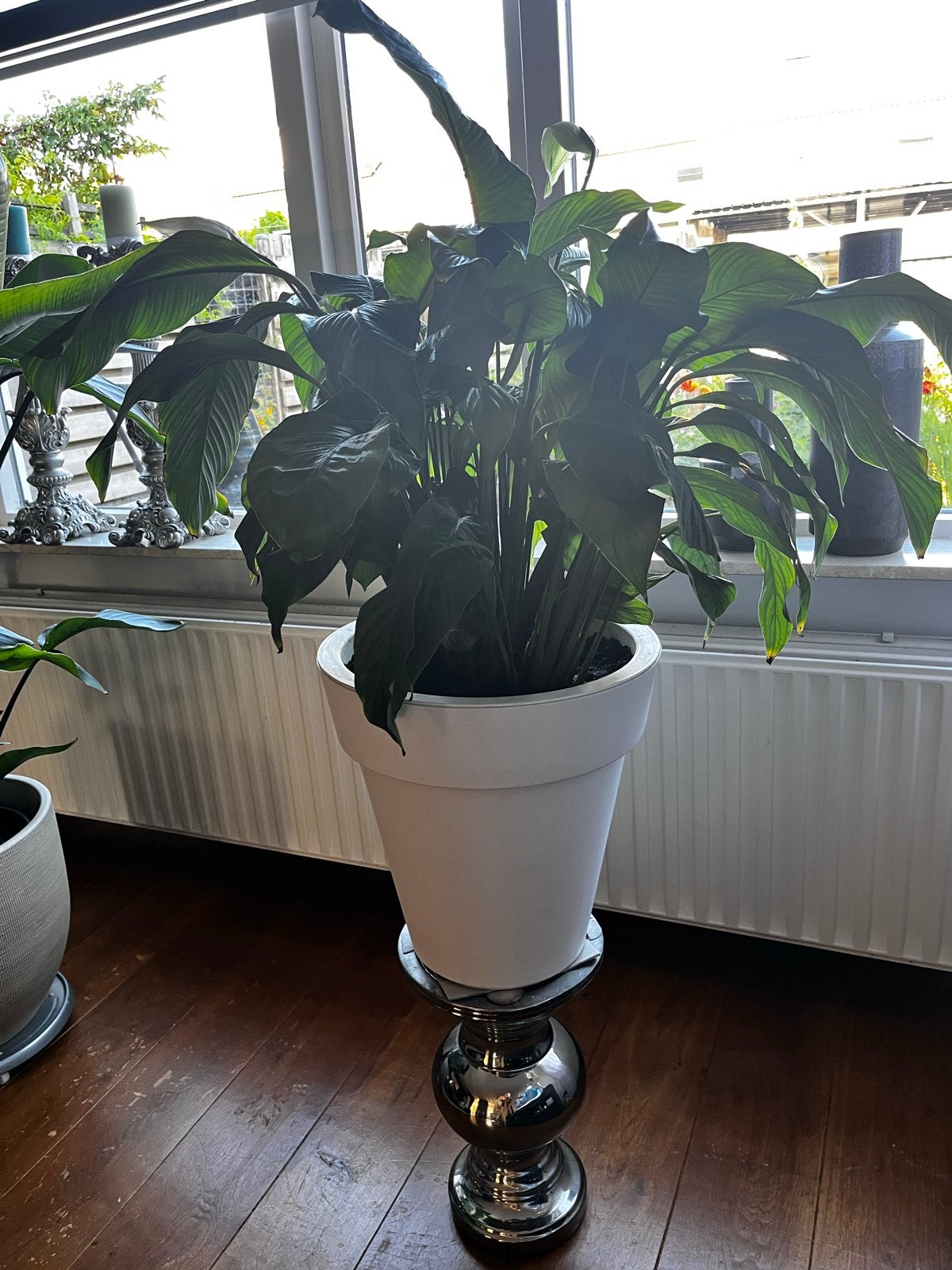 Grote Vredeslelie (Spathiphyllum) in witte pot, Ophalen, 100 tot 150 cm, Overige soorten, Halfschaduw