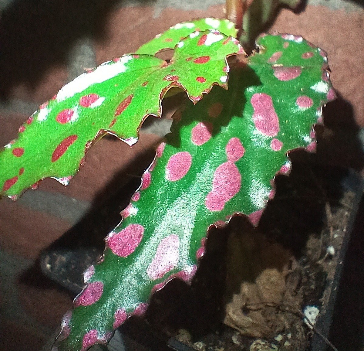 Begonia "pink lava" stek, Ophalen of Verzenden, Halfschaduw, Minder dan 100 cm
