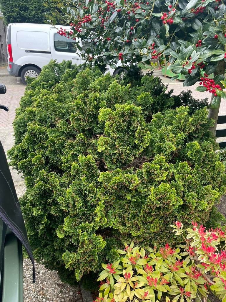 Hinoki cipres, zelf uitgraven, Tuin en Terras, Planten | Bomen, Ophalen, Volle zon, Overige soorten