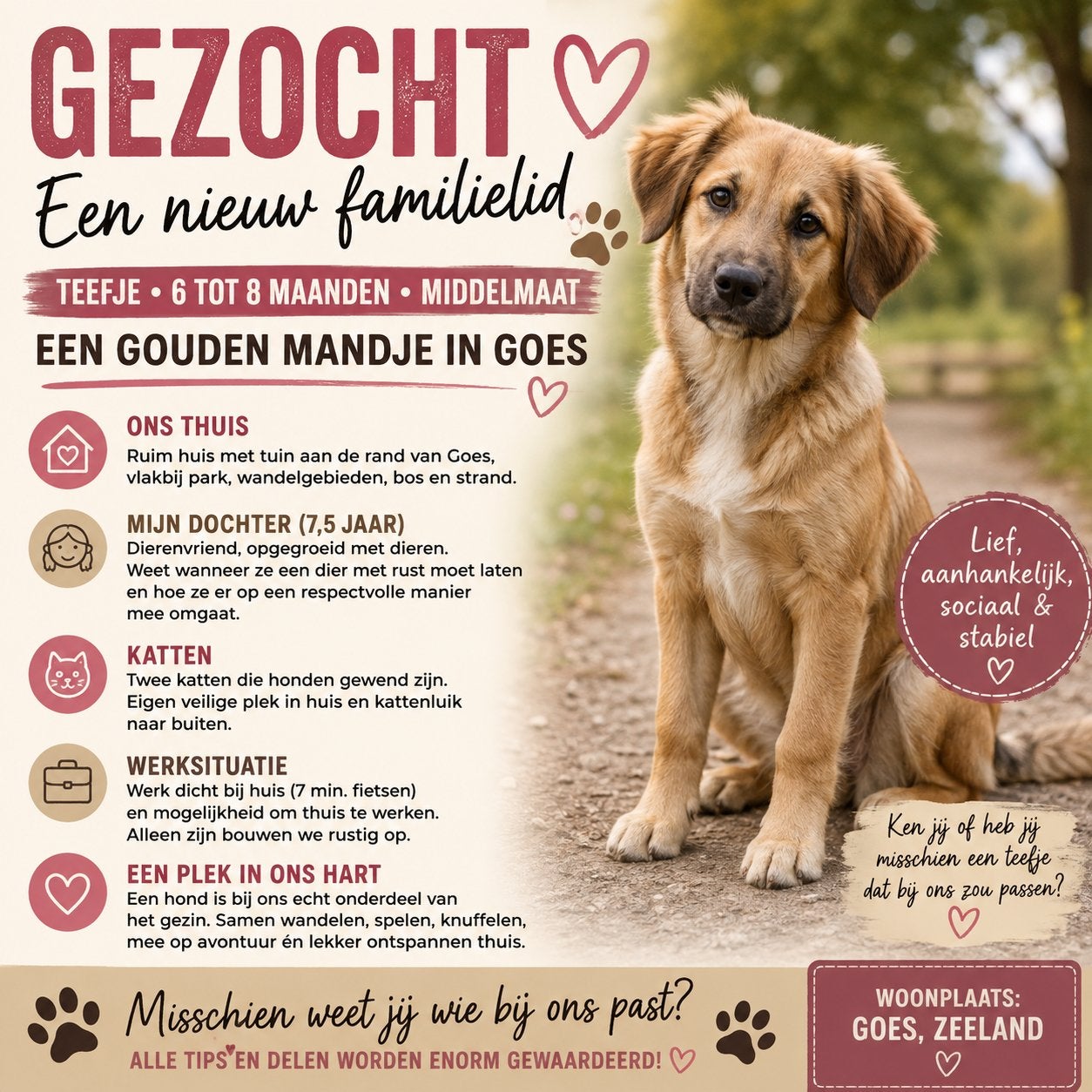 GEZOCHT: jong teefje dat een fijn thuis zoekt, 15 weken tot 1 jaar, Teef, Parvo, Eén hond