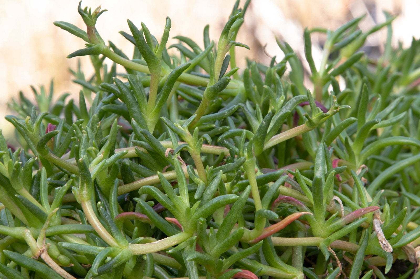 zeebanaan (Carpobrotus rossii), Ophalen of Verzenden, Eenjarig, Overige soorten, Volle zon