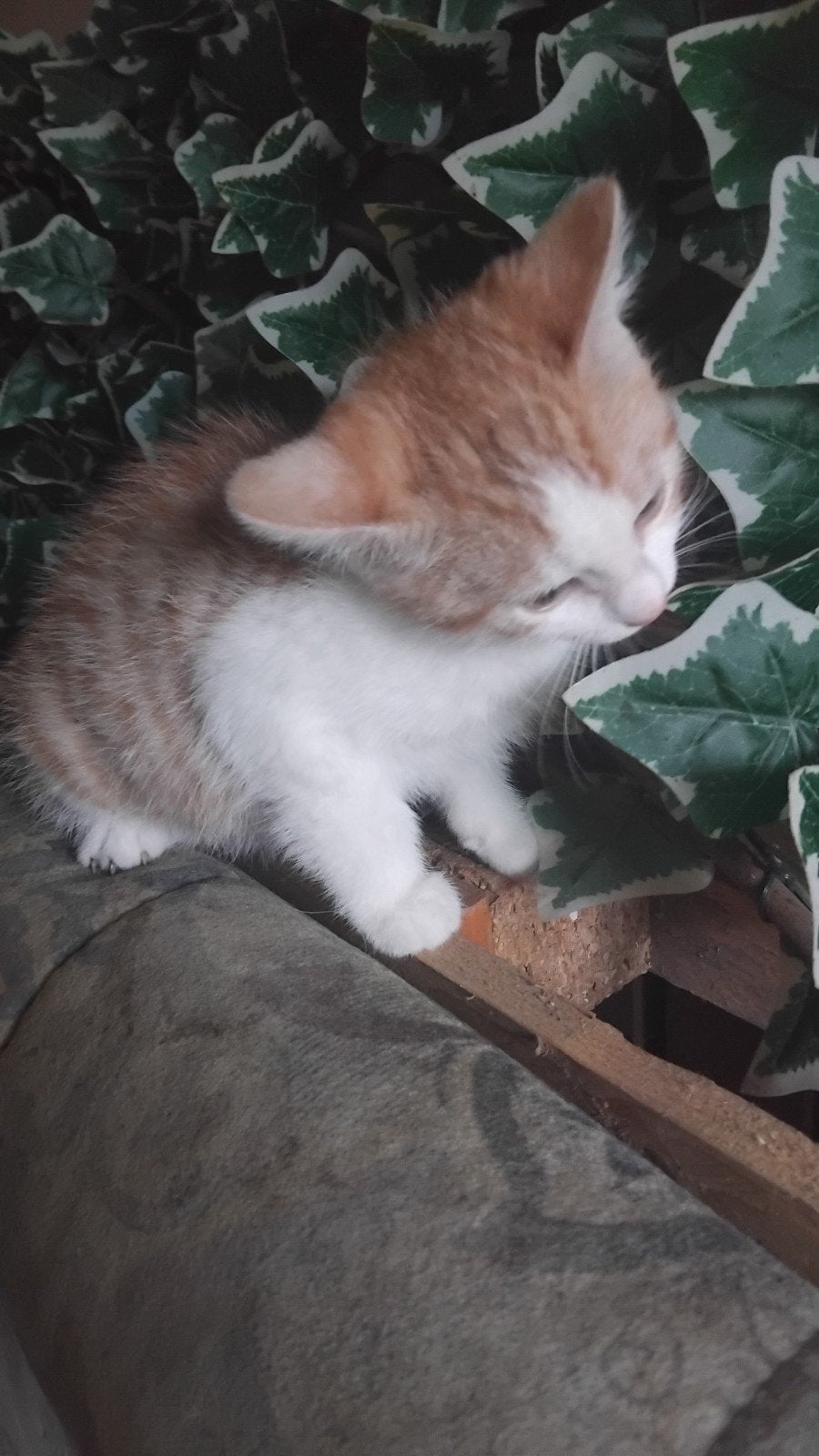 hele mooie kitten rood poesje, Dieren en Toebehoren, Meerdere dieren, Kortharig, 0 tot 2 jaar