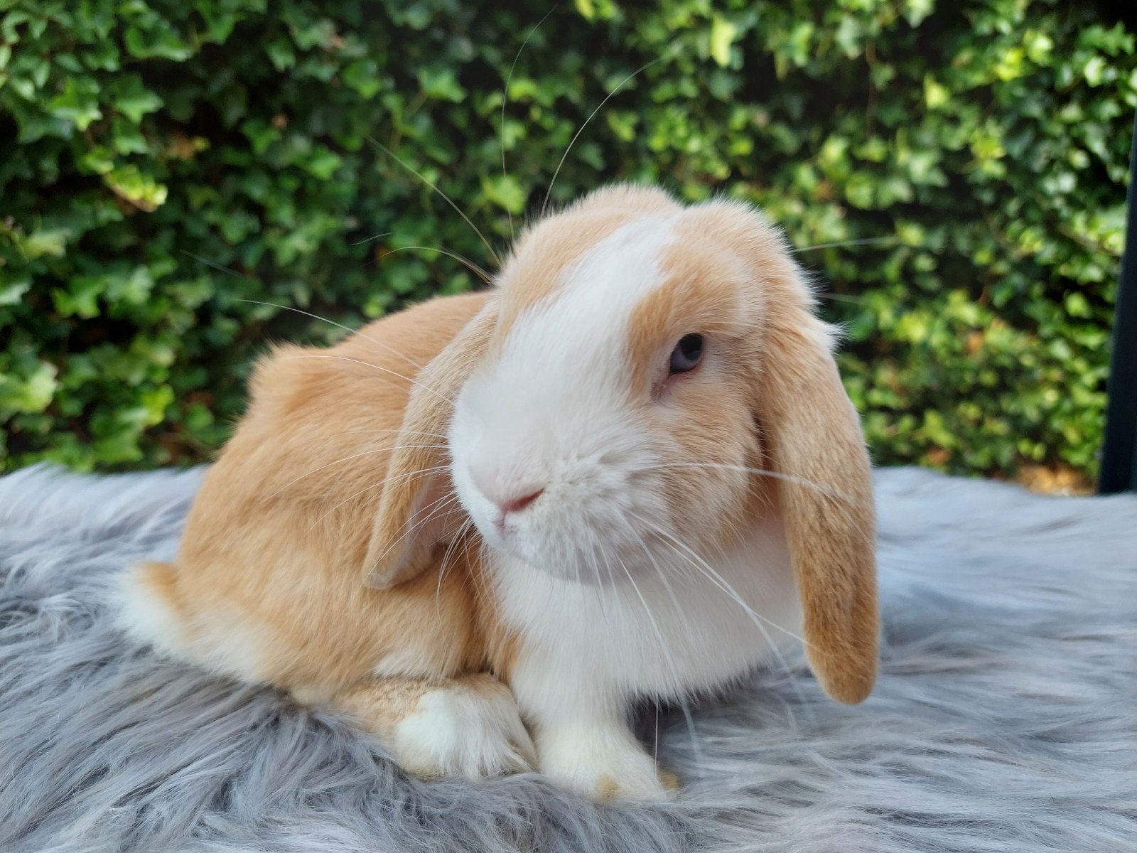 Mooi en zeer lieve gecastreerde ram/ NHD komijn, Dieren en Toebehoren, Hangoor