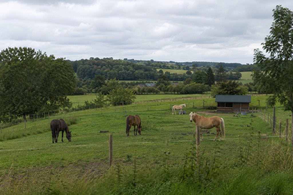 Weiland gezocht, Weidegang, 4 paarden of pony's of meer