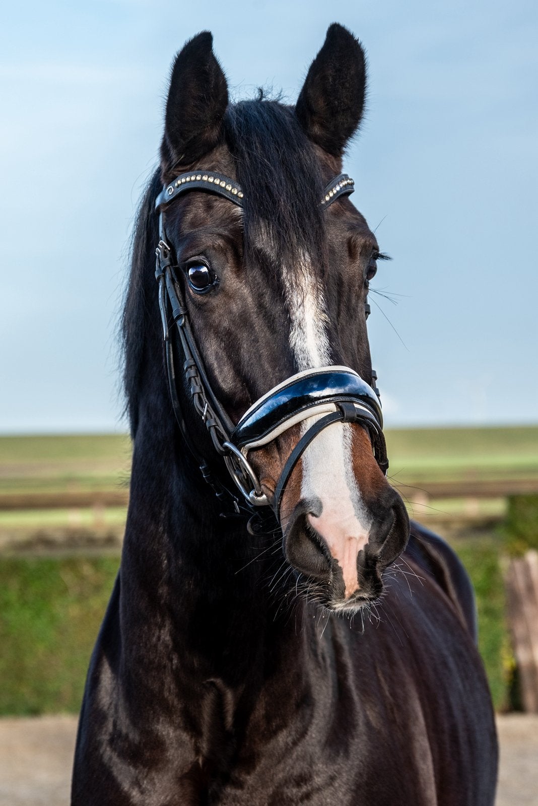 Aansprekende allround 6 jarige merrie, Dieren en Toebehoren, Merrie, Zadelmak, Dressuurpaard, 3 tot 6 jaar