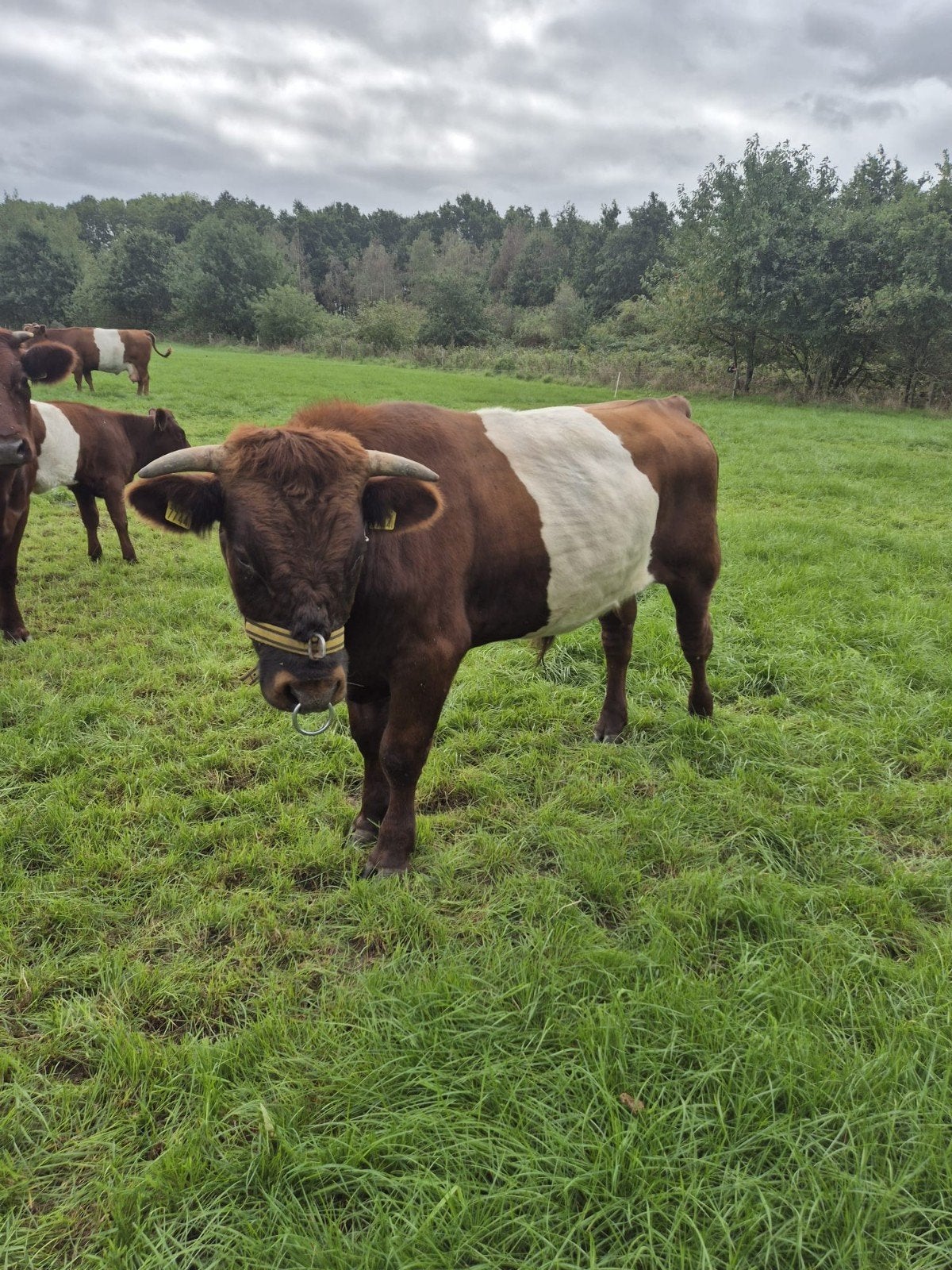 Lakenvelder dekstier en Lakenvelder koe te koop, Dieren en Toebehoren, Meerdere dieren