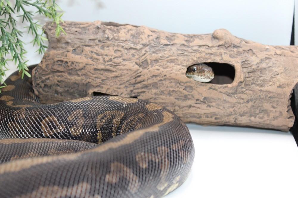 Ball Python/ Regius Python/Confusion cinnamon yb pos special, Dieren en Toebehoren, Slang, 3 tot 6 jaar