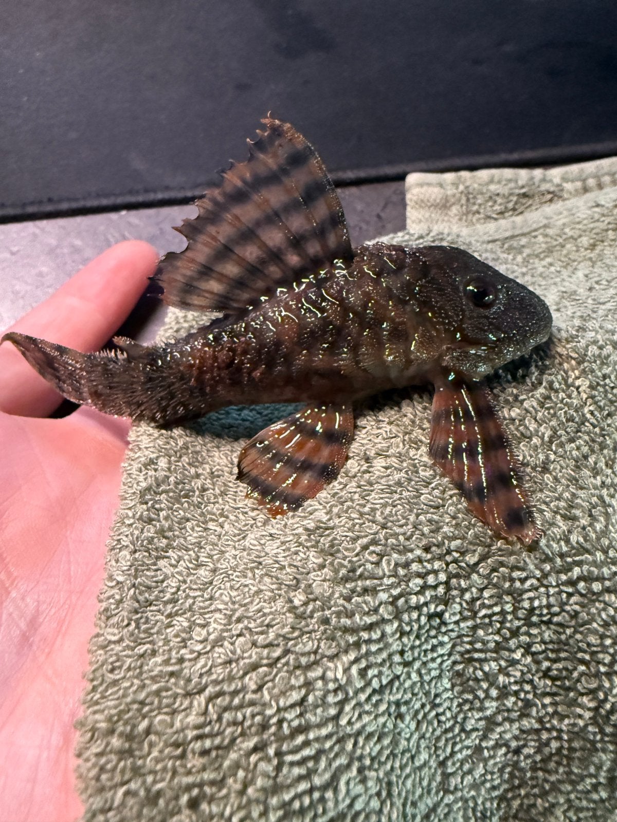 L397 Tiger Pleco, Vis