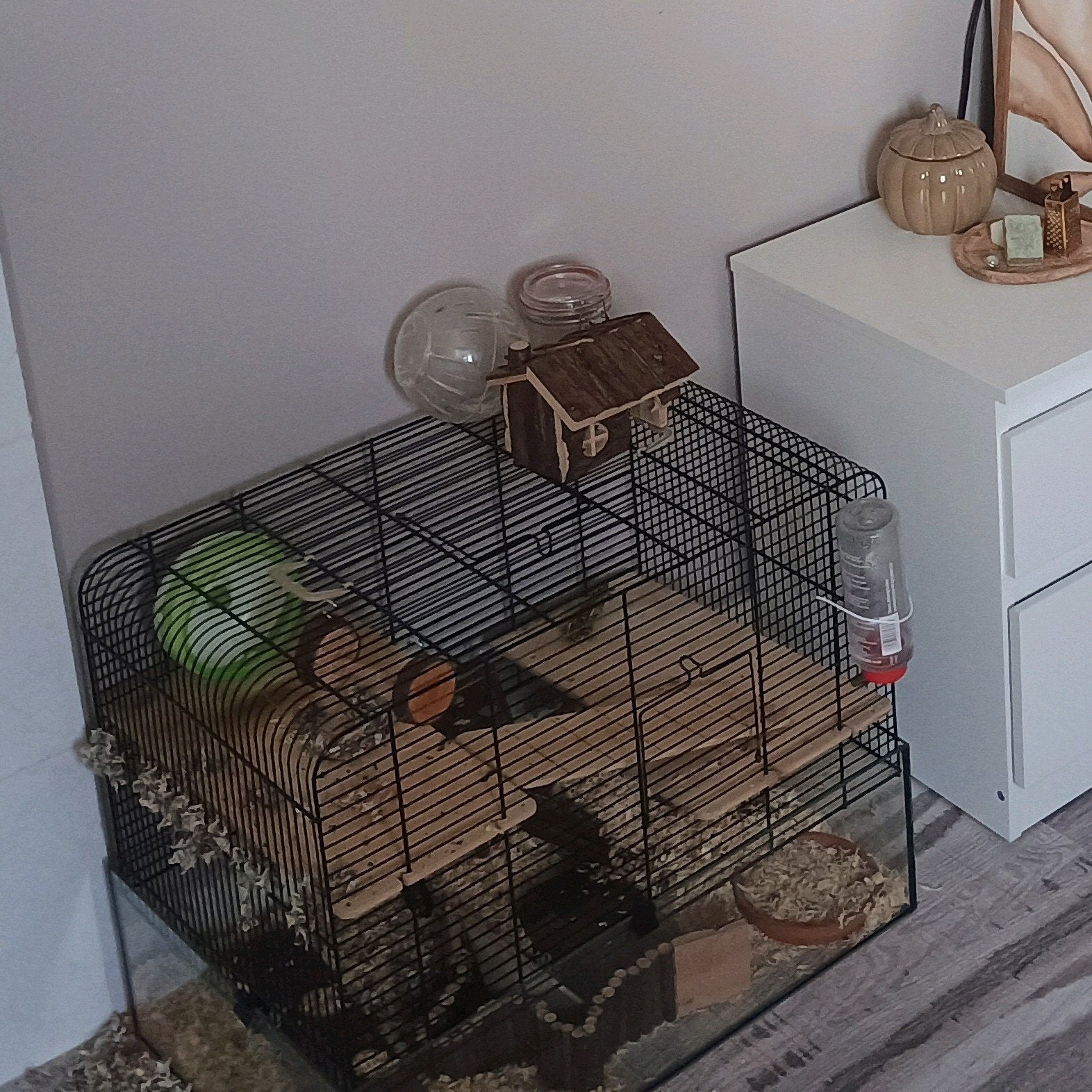 hamsterkooi & Hamster Nani, Dieren en Toebehoren, Knaagdieren, Hamster, Vrouwelijk, Januari, Tam