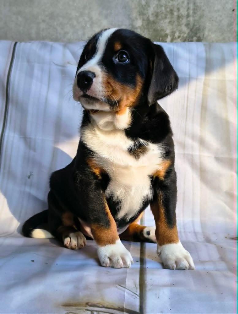 Appenzeller Sennen pups, Dieren en Toebehoren, Parvo, Overige rassen, 8 tot 15 weken, Meerdere
