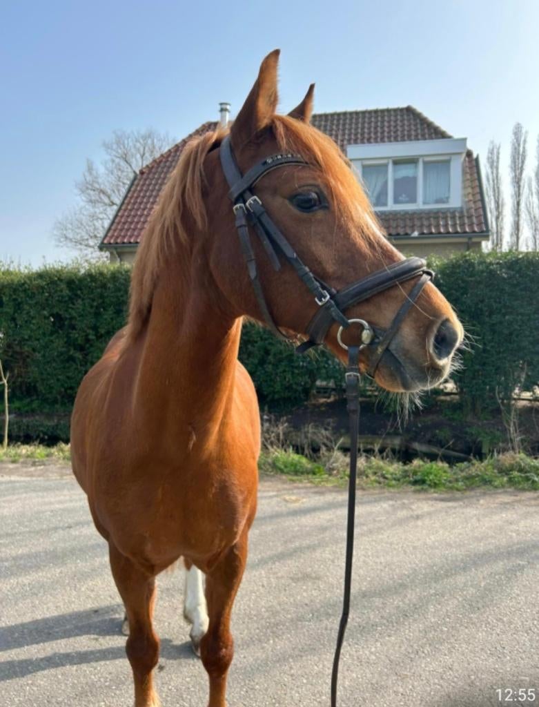 Super leuke, lieve c pony  te koop, Dieren en Toebehoren, Pony's, Gechipt, B, Ruin, Springpony