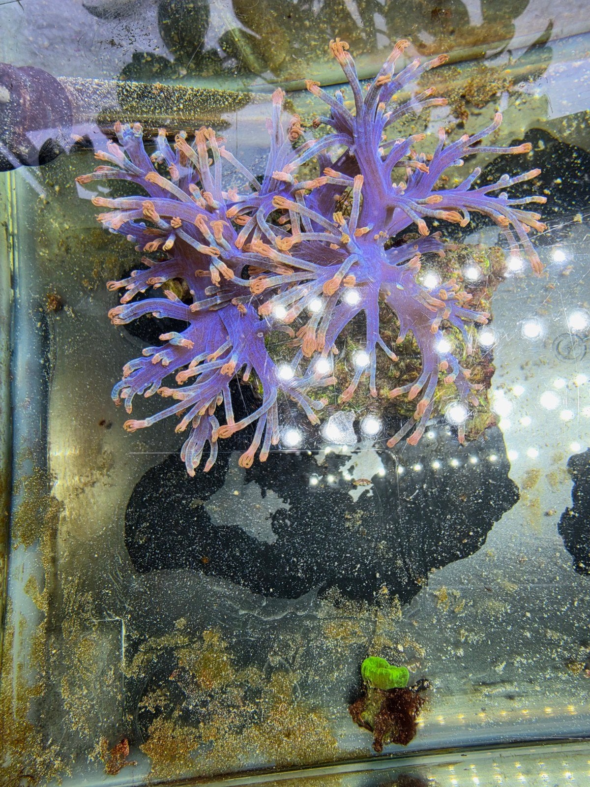 cespitularia, Dieren en Toebehoren, Vissen | Aquariumvissen, Overige typen, Zoutwatervis