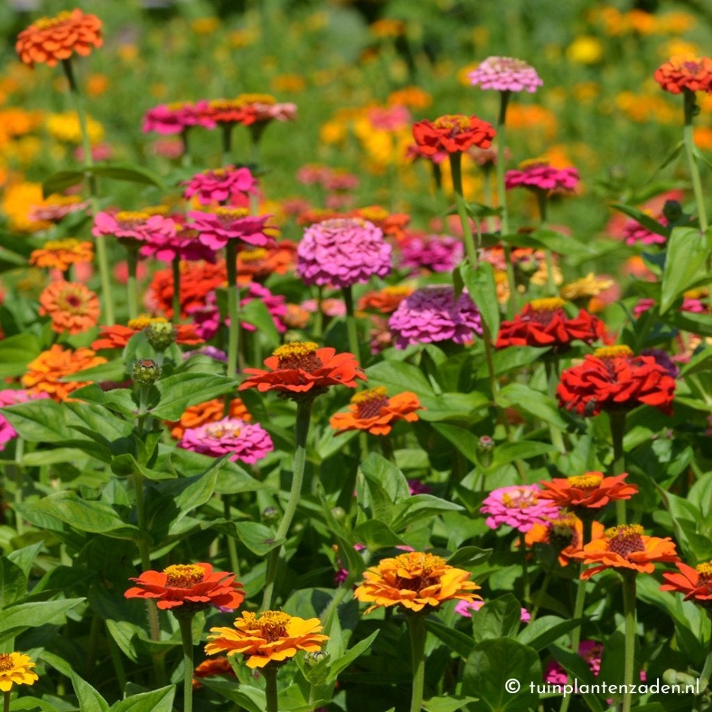 gezocht uit gebloeide zinnia knoppen, Ophalen of Verzenden, Volle zon