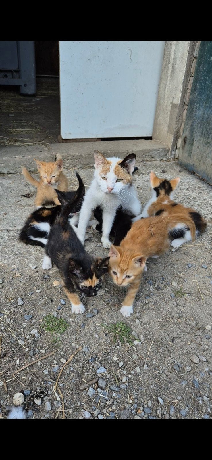 Te koop kittens, Dieren en Toebehoren, Katten en Kittens | Raskatten | Korthaar