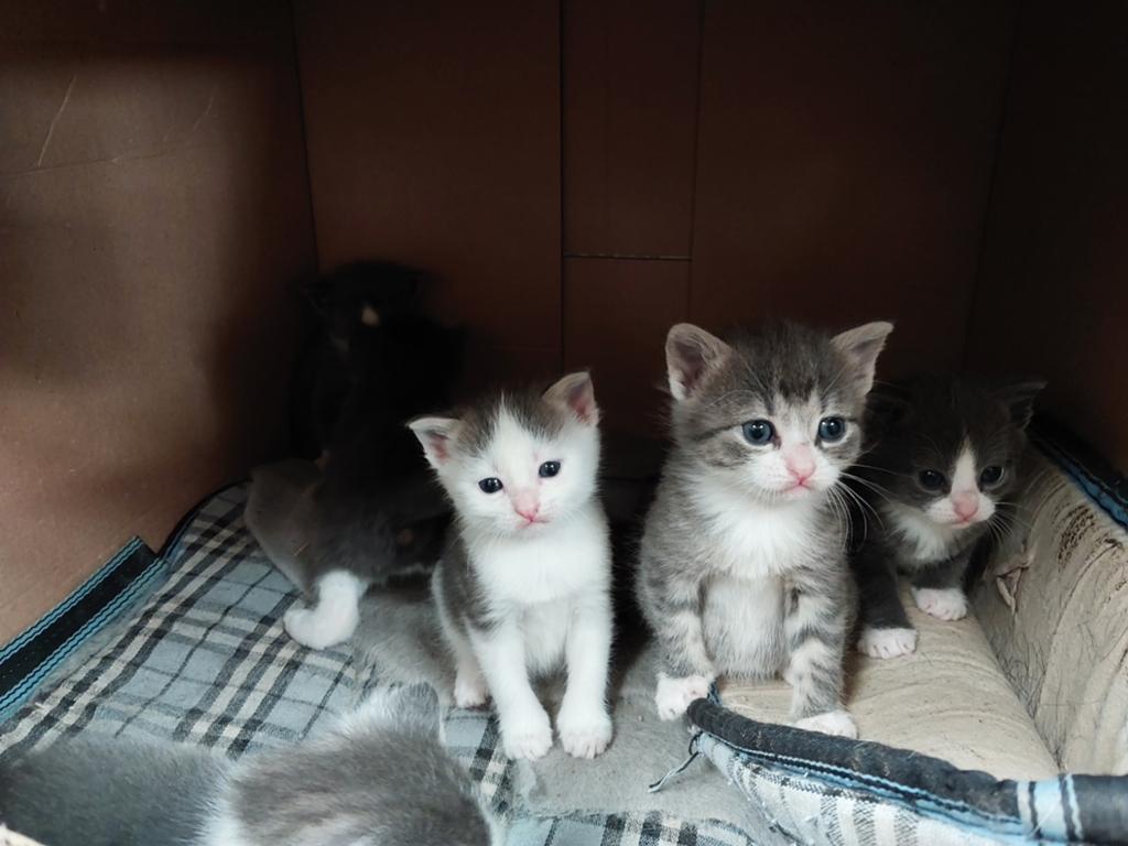 Mooie lieve kittens, Dieren en Toebehoren, Katten en Kittens | Raskatten | Korthaar, Meerdere dieren, Ontwormd