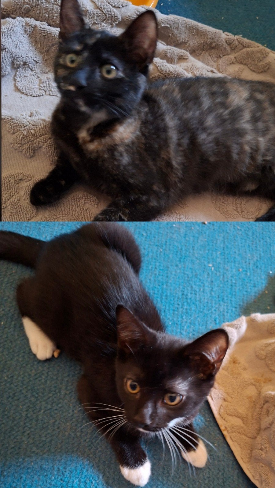 Lieve kittens