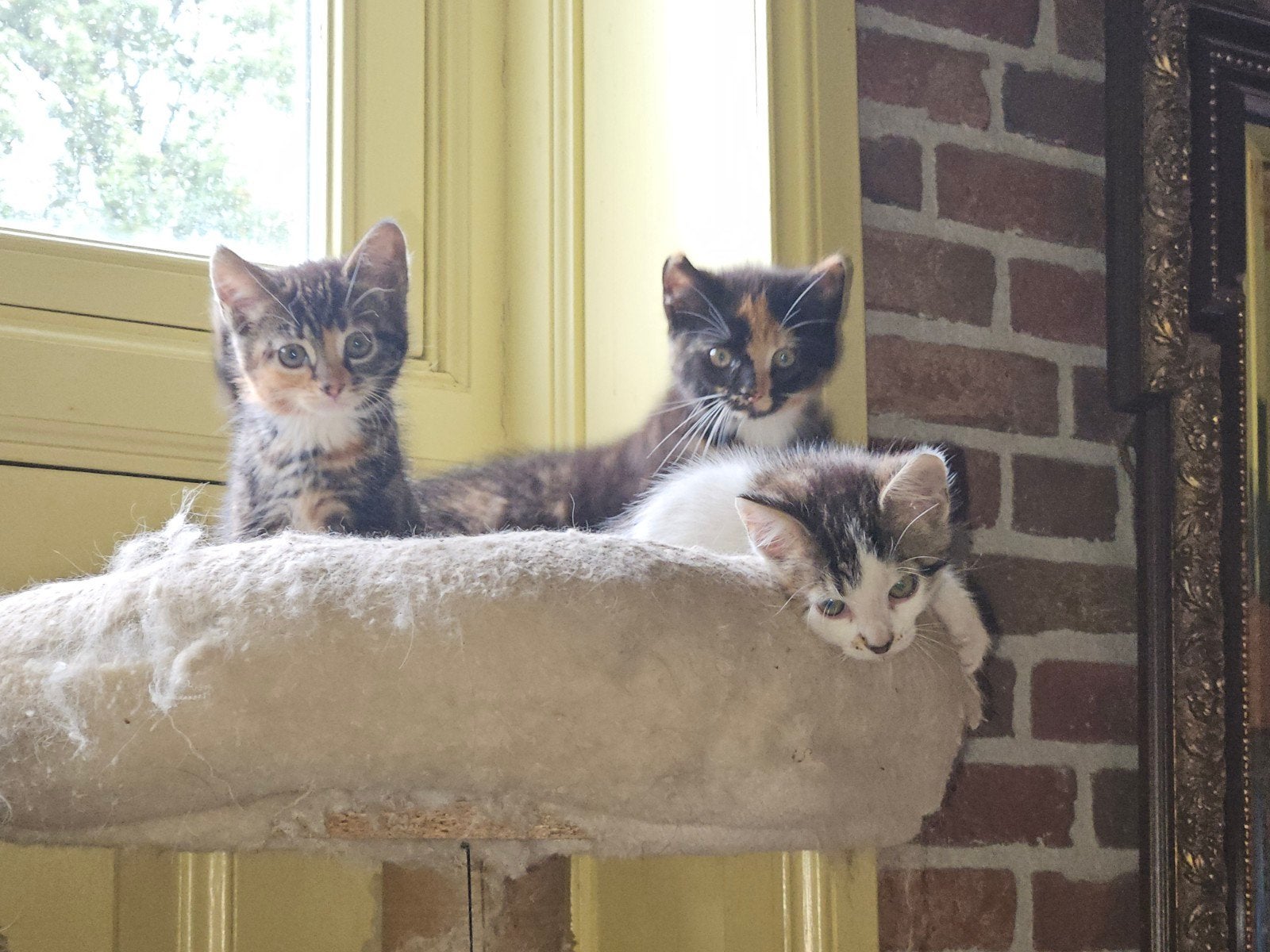 Kittens te koop, mogelijk halflangharig., Meerdere dieren