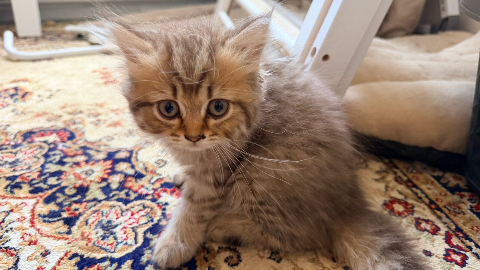 Britse Langhaar kittens, Dieren en Toebehoren, Katten en Kittens | Overige Katten, Meerdere dieren
