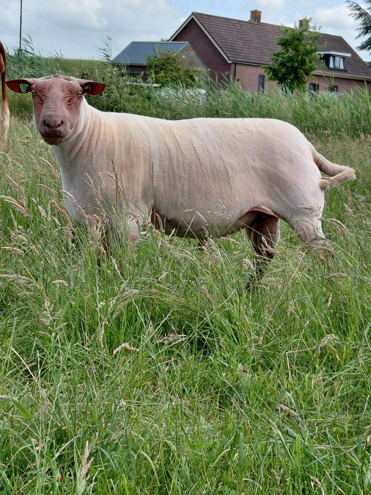 Dekram, Dieren en Toebehoren, Schapen, Geiten en Varkens