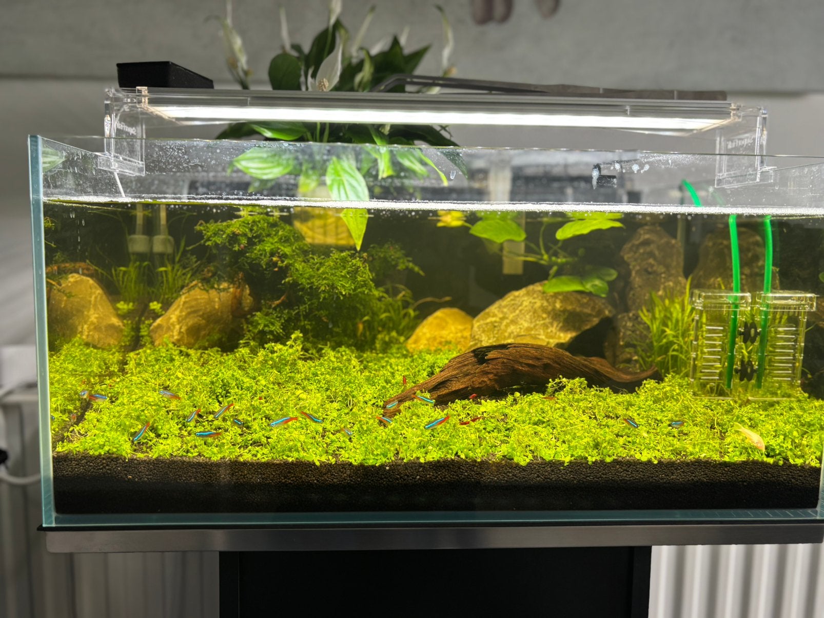 Aqua scape aquarium, Ophalen, Overige merken, Verwarming, Gevuld zoetwateraquarium