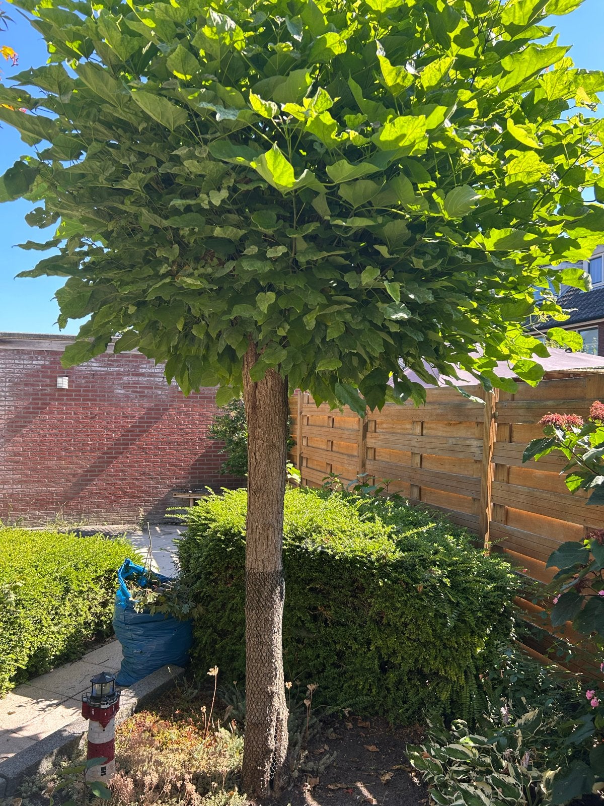 Prachtige Bolcatalpa - Ideaal voor elke tuin!, Tuin en Terras, Bloeit niet, 250 tot 400 cm, Ophalen, Volle zon
