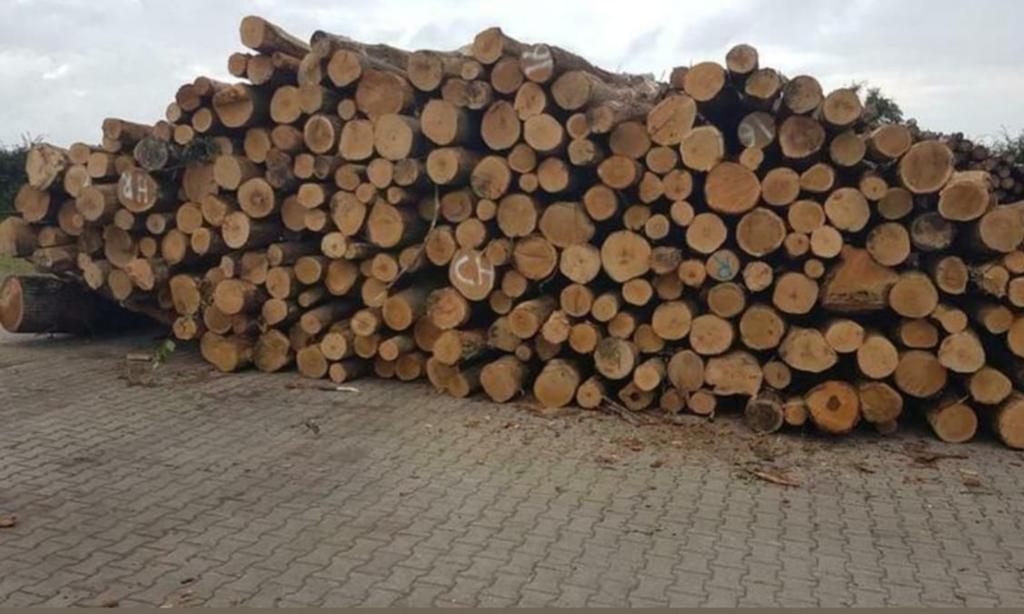 Boomstammen eiken * gratis bezorgd, Tuin en Terras, Haardhout, Stammen, Eikenhout, 3 tot 6 m³, Ophalen