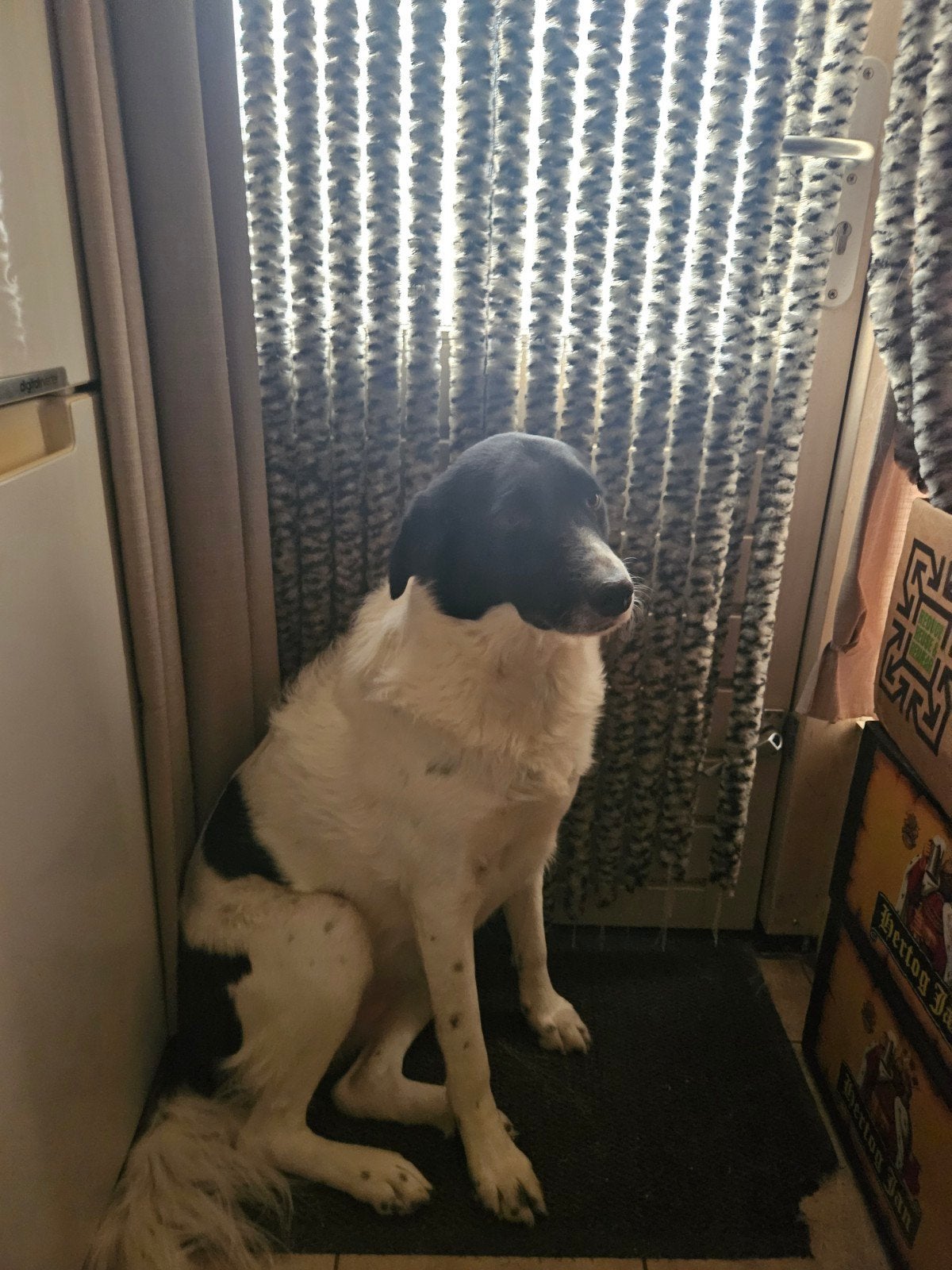 berghond, Particulier, 1 tot 2 jaar, Buitenland, Teef