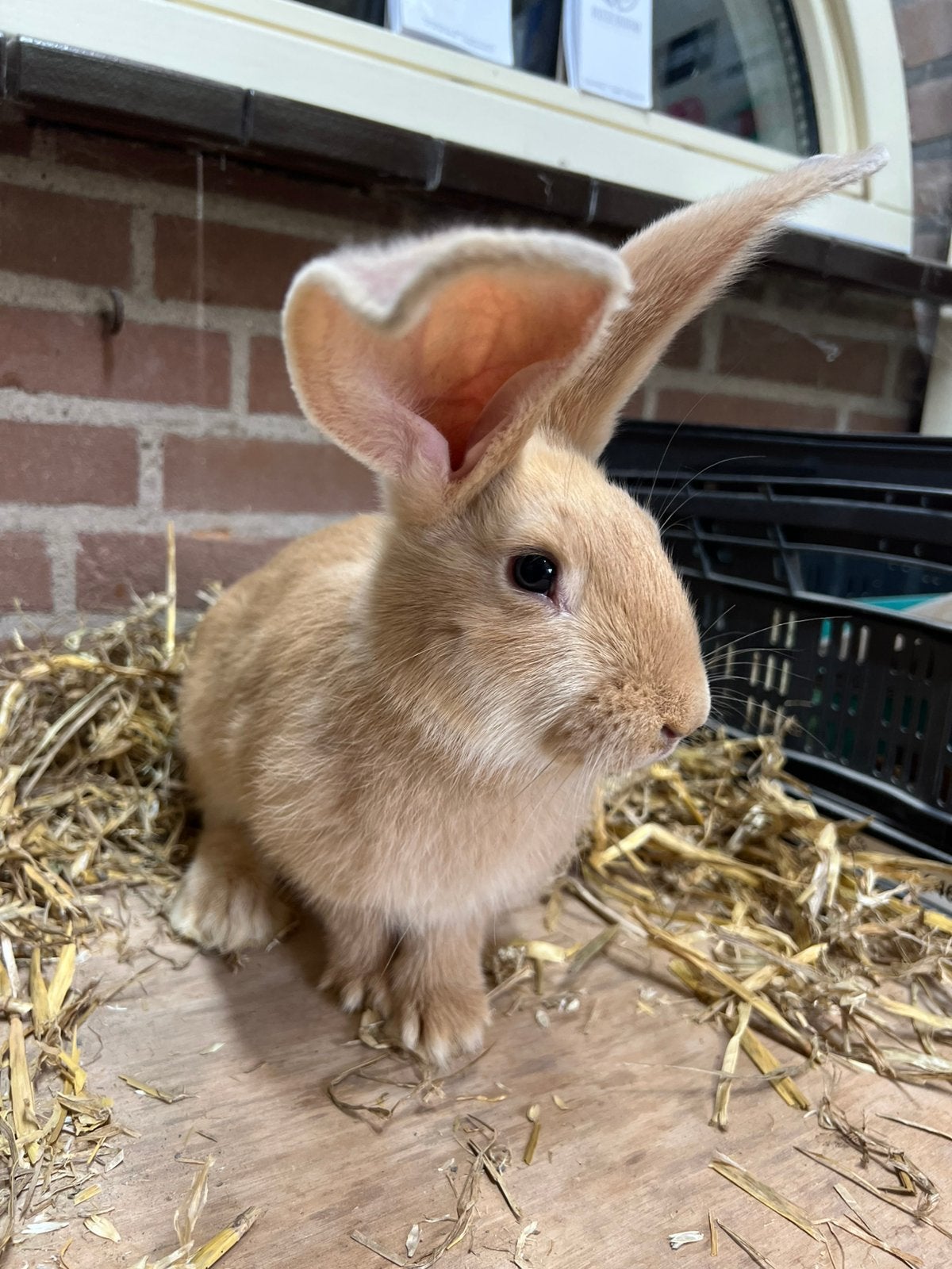 Lieve jonge tamme vlaamse reuzen, Dieren en Toebehoren, Konijnen, Meerdere dieren, Groot