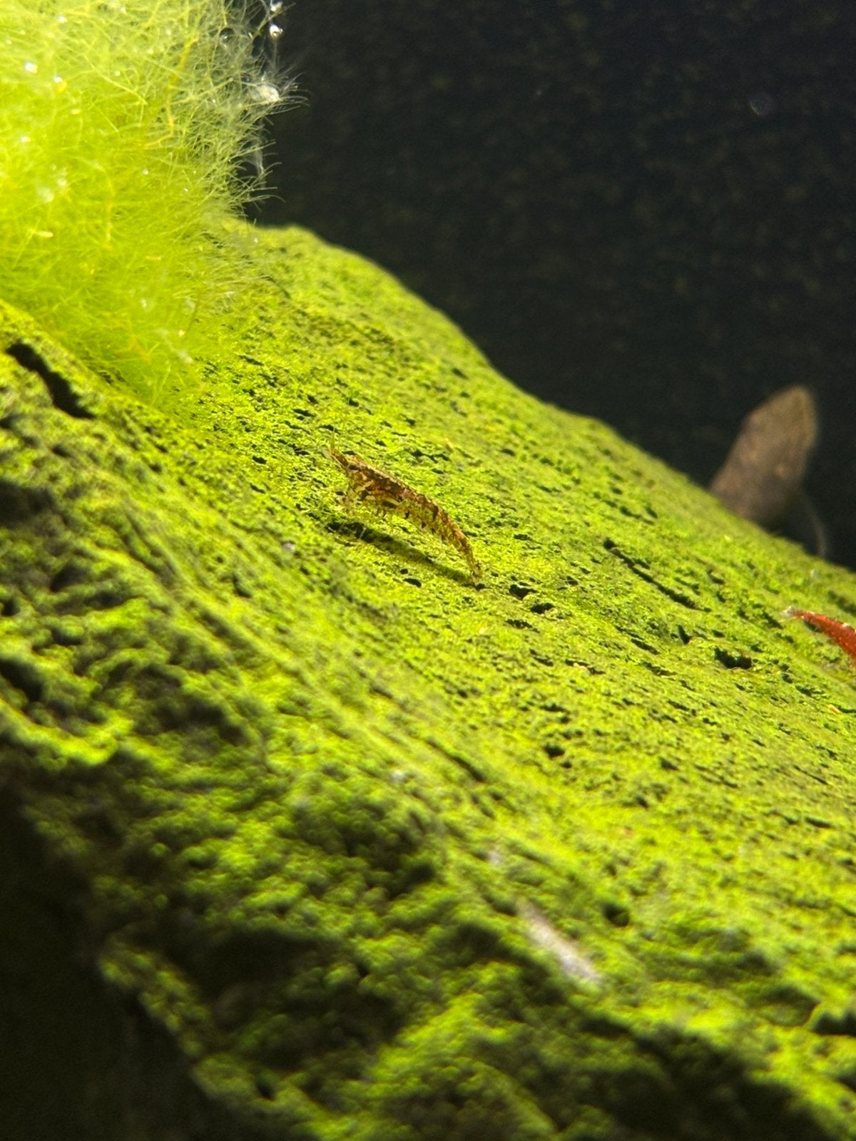 Neocardina garnalen, Kreeft, Krab of Garnaal