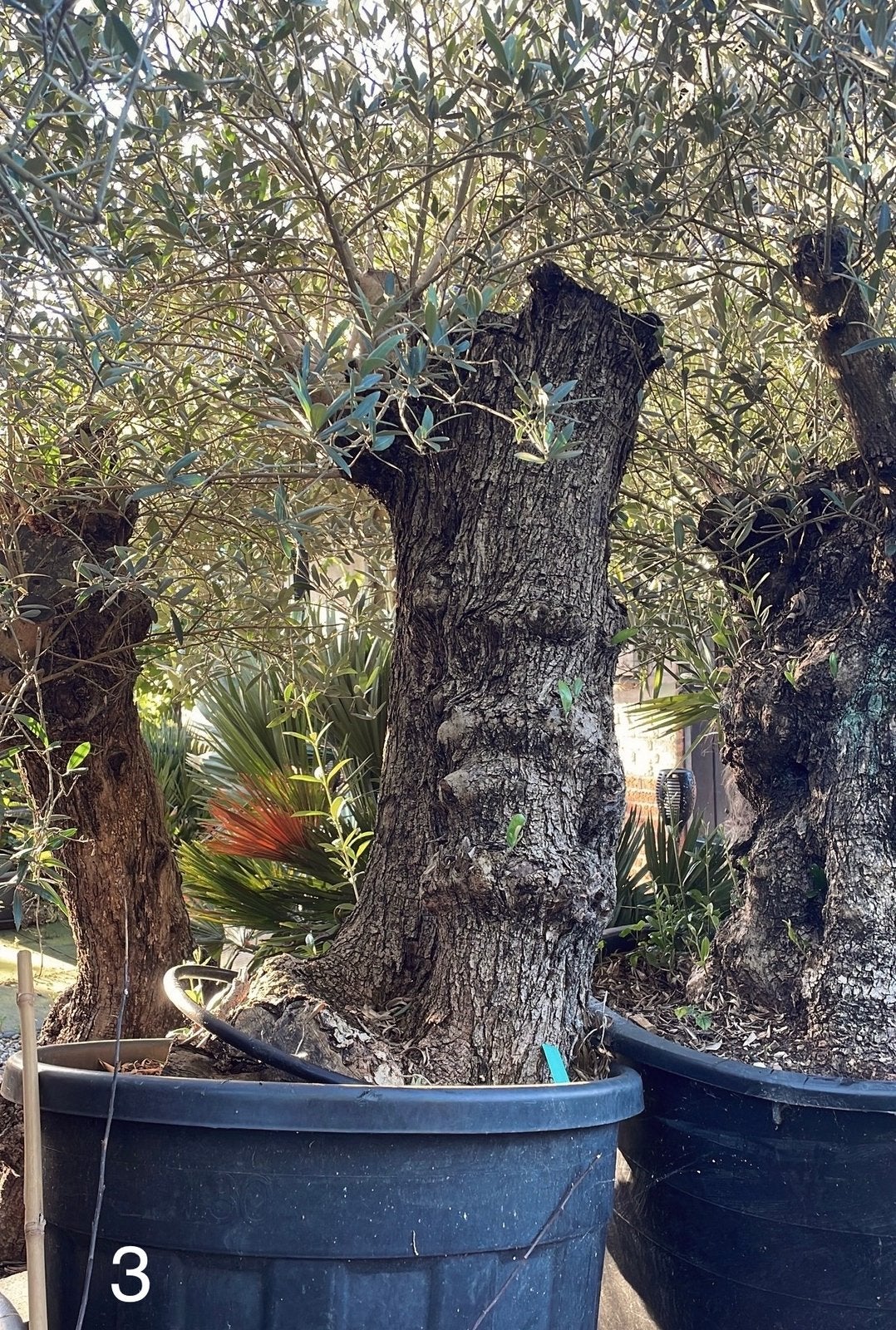 Te koop aangeboden oude olijfboom (Olea europaea)., Bloeit niet, 100 tot 250 cm, Olijfboom, Ophalen