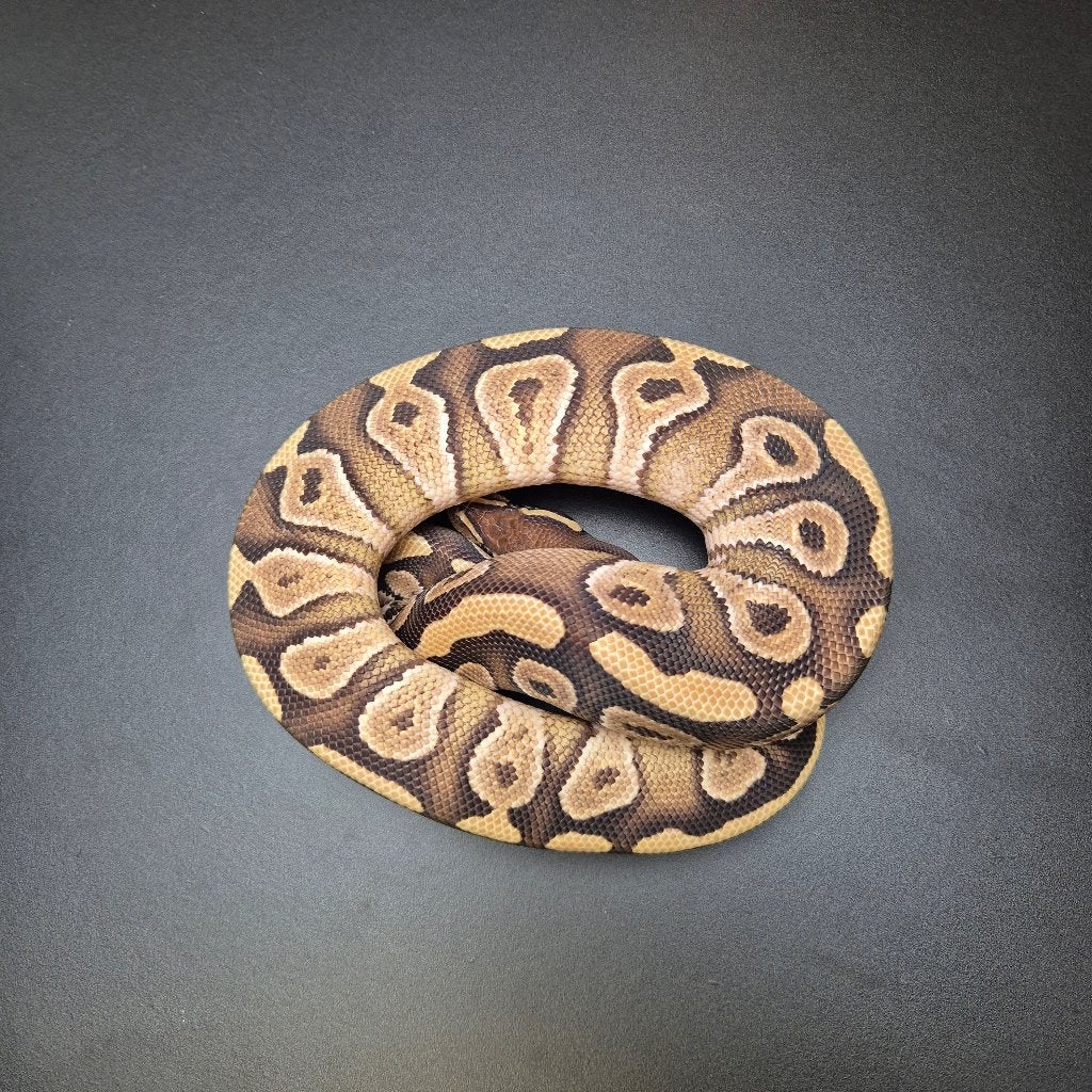 mojave het puzzle p. regius Ball Python photo 2