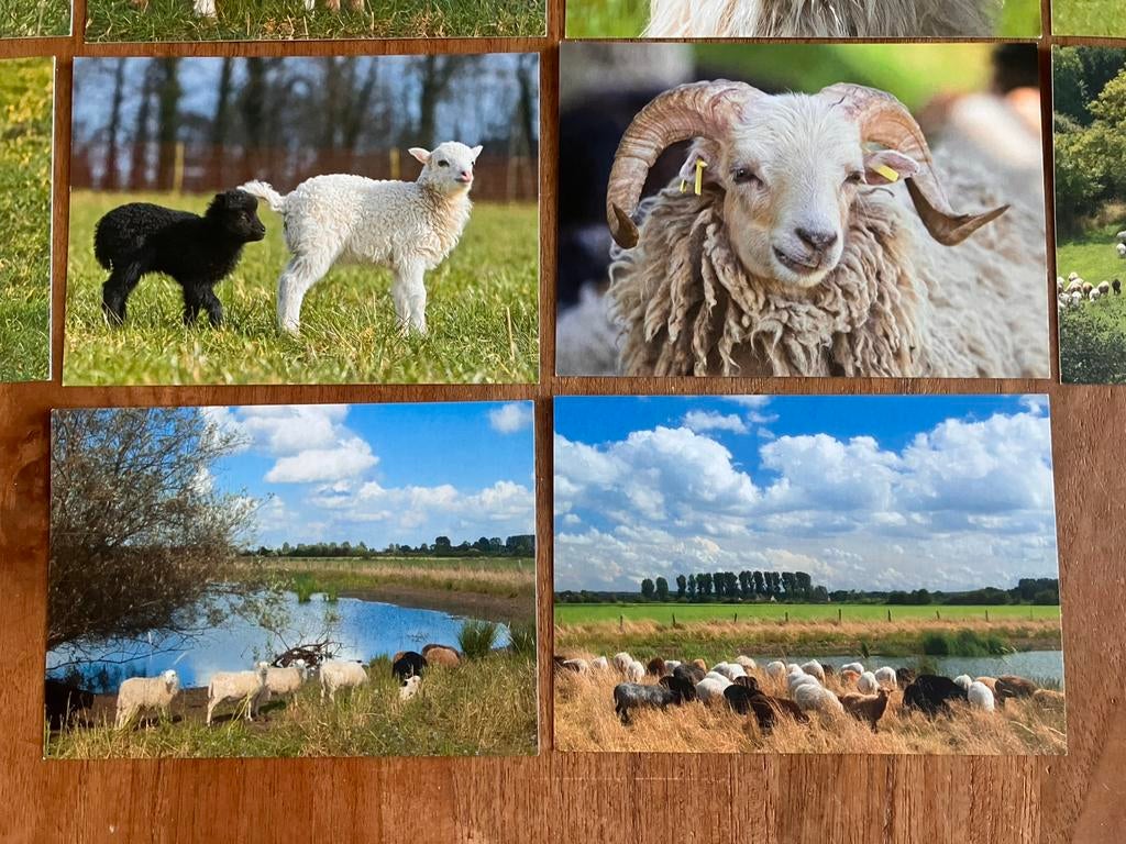 Fotografe Ricarda Grothey. Serie set 18 Schapen en Lammetjes, Ophalen of Verzenden, 1980 tot heden, Ongelopen, Overige soorten