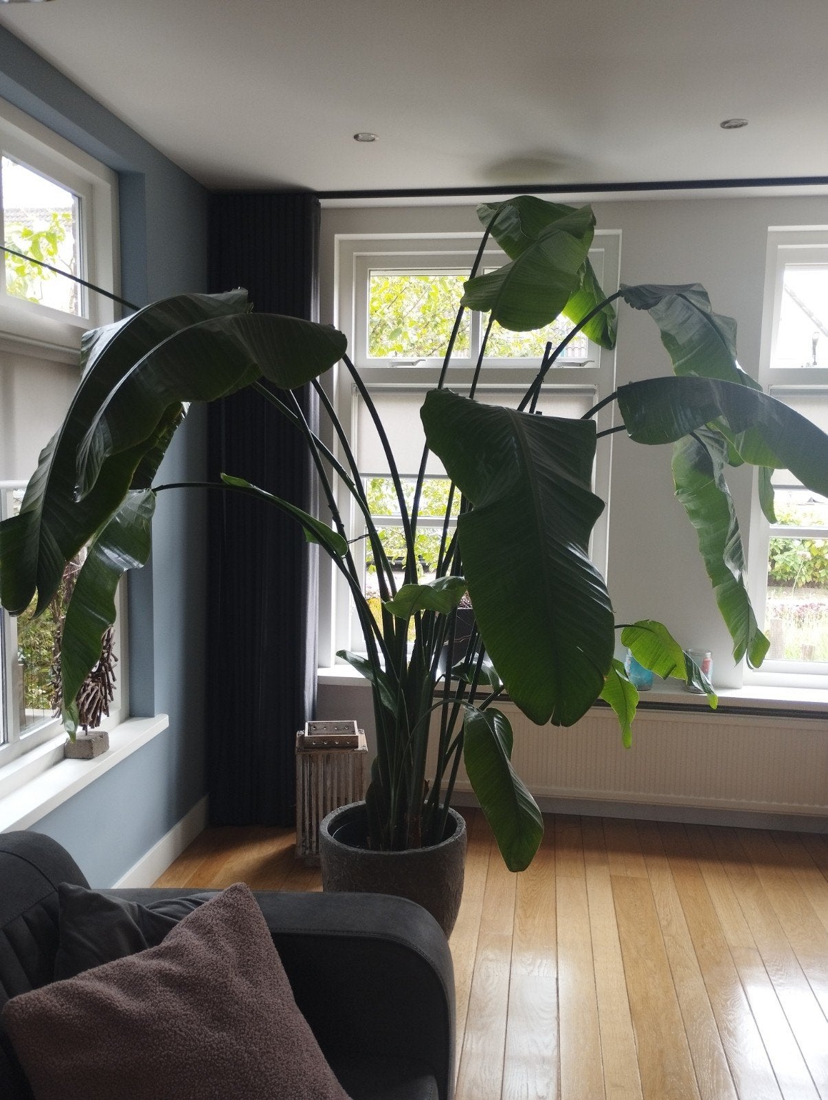 te koop strelitia nicolai, Ophalen, Halfschaduw, 200 cm of meer