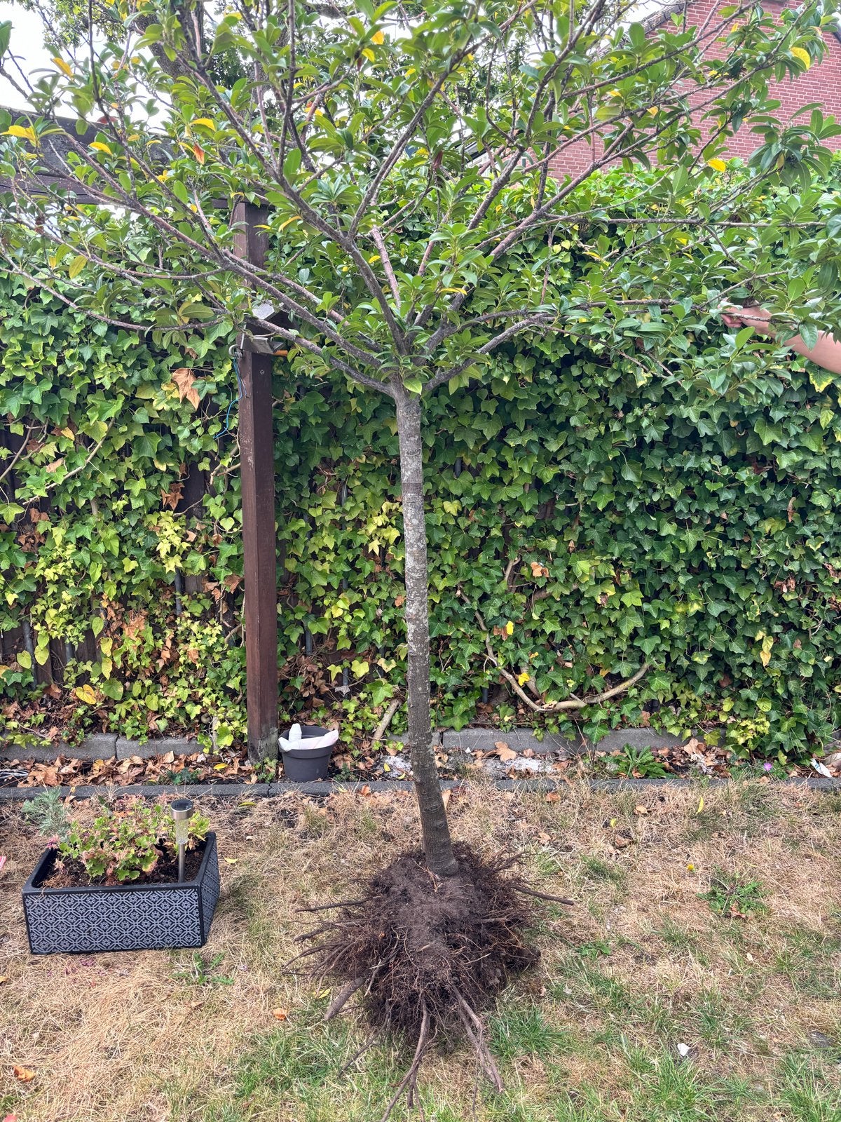 Boom te koop - moet vandaag weg!, Tuin en Terras, Planten | Bomen, Volle zon, 250 tot 400 cm, Zomer, Overige soorten