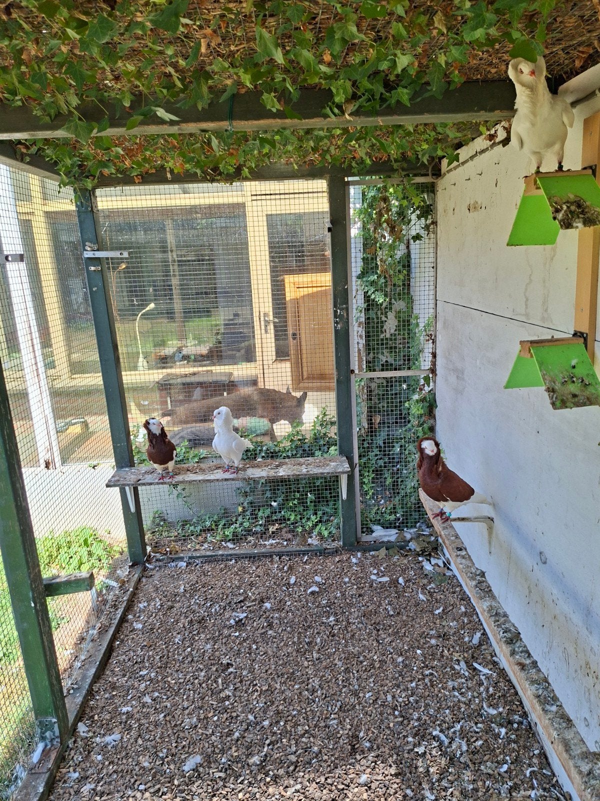 Te.koop. div sierduiven., Meerdere dieren