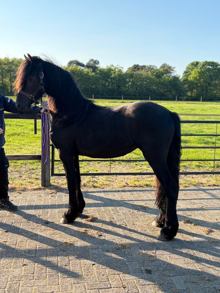 2 jarige Fries friese merrie, Merrie, Dressuurpaard, 3 tot 6 jaar