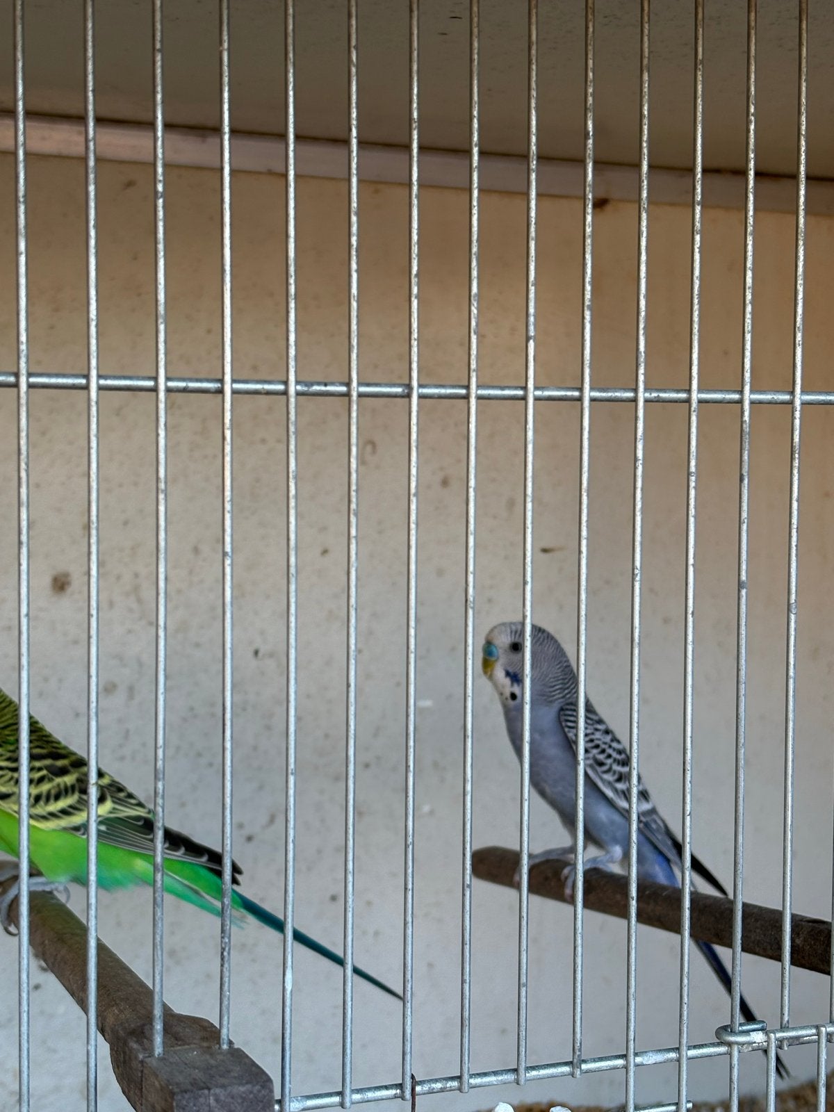 Jong koppel grasparkieten, Dieren en Toebehoren, Vogels | Parkieten en Papegaaien, Meerdere dieren, Parkiet