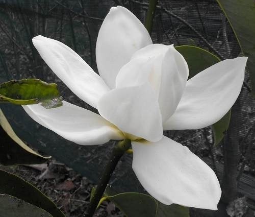 Magnolia 'Pickard's Snow Queen' Magnolia boompje, Ophalen, Halfschaduw