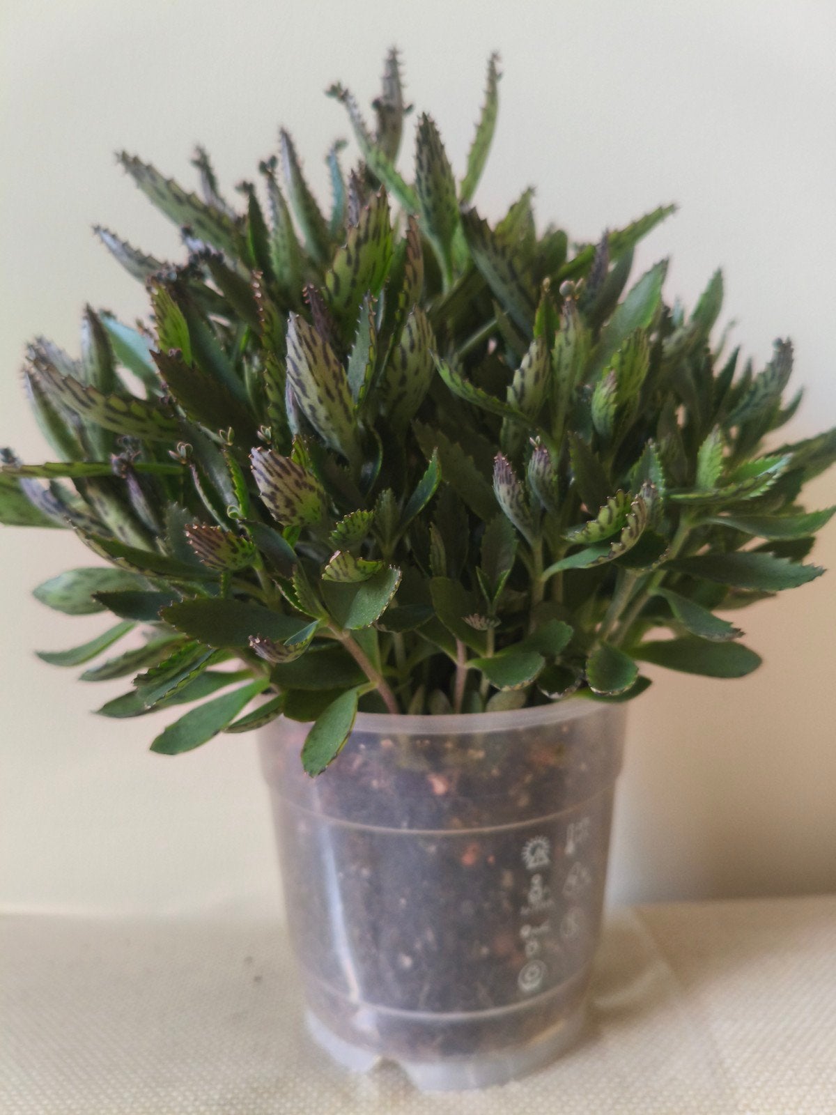 GRATIS - Mother of Thousands - Kalanchoë daigremontiana, Ophalen