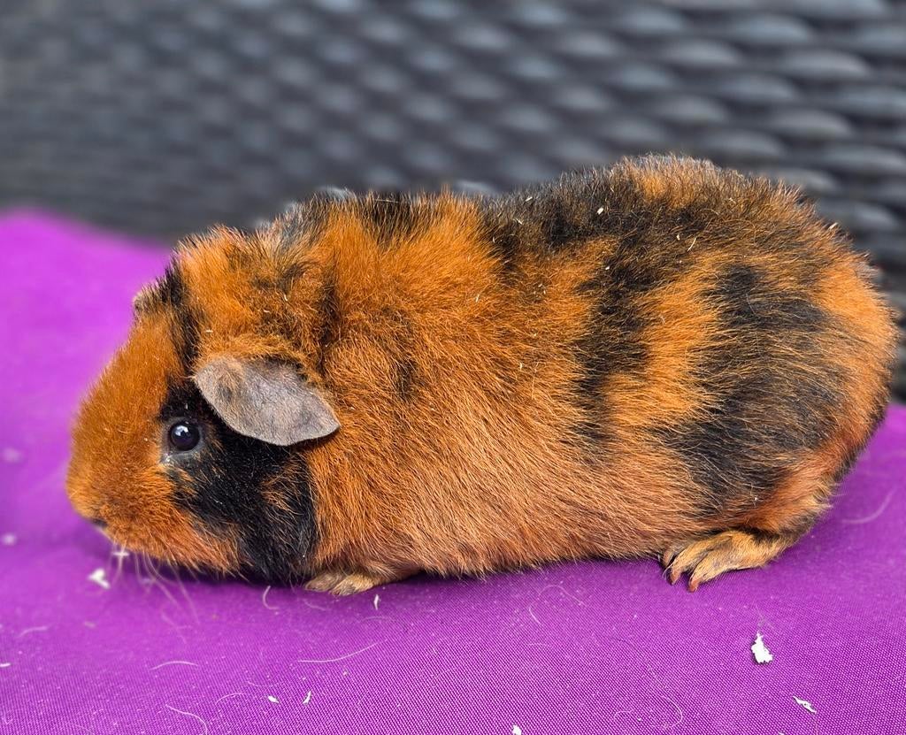 Zwart rood us teddy beertje beschikbaar 🥰, Februari, Mannelijk, Cavia
