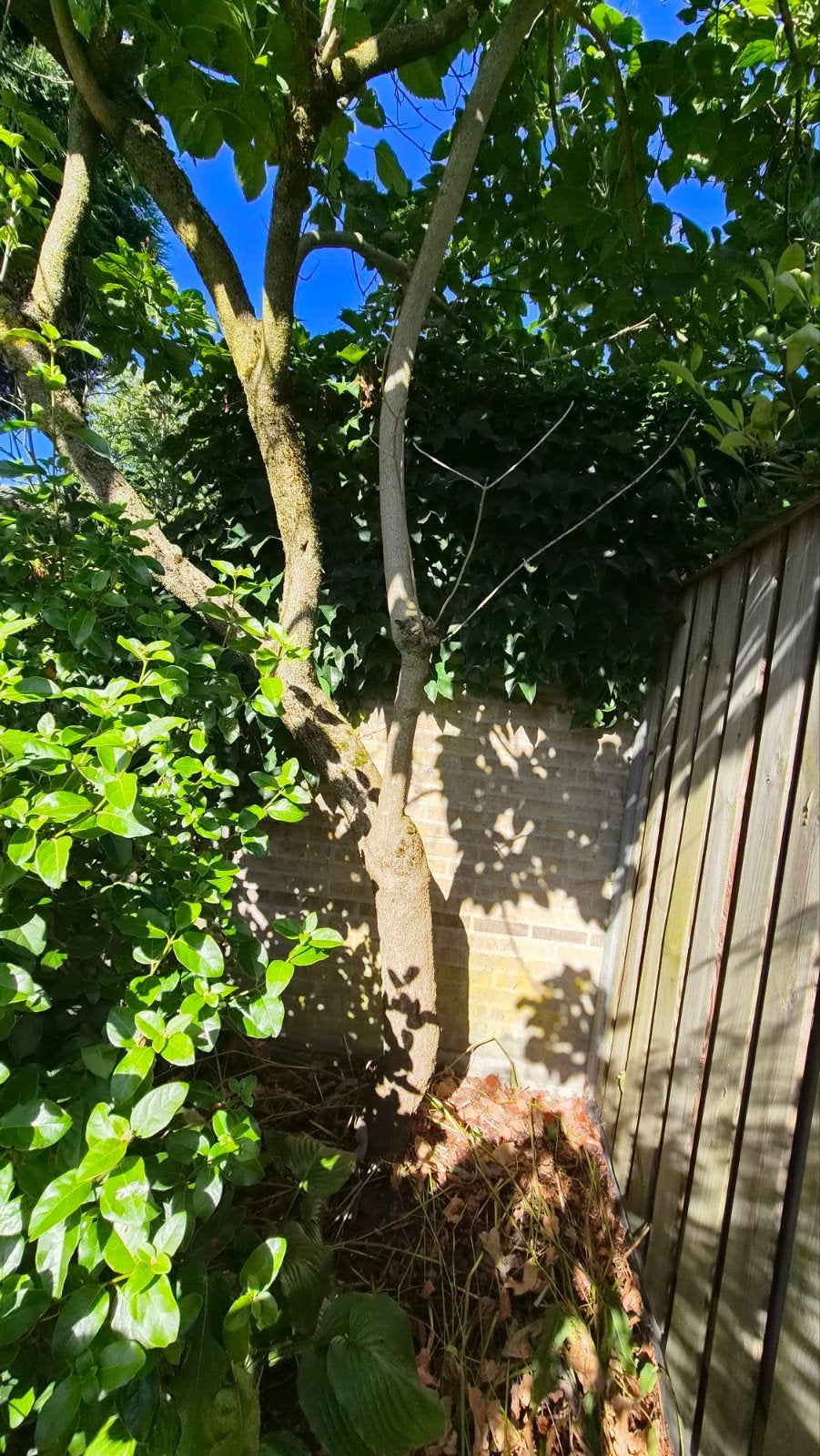 pindakaasboom, Tuin en Terras, Ophalen, Volle zon, Overige soorten, 400 cm of meer