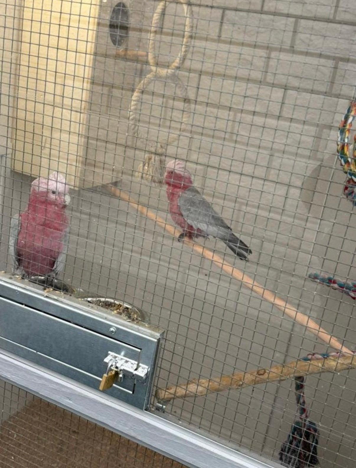 Rose kakatoe koppel, Meerdere dieren, Papegaai, Geringd